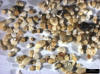 Sand Sample 2