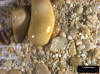 Sand Sample 6