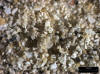 Sand Sample 13