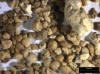 Sand Sample 15