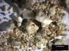 Sand Sample 21