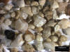 Sand Sample 22